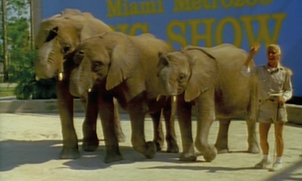 Zoo (1993)